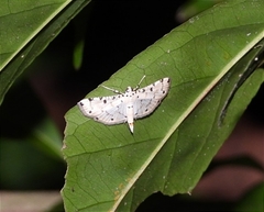 Pycnarmon
