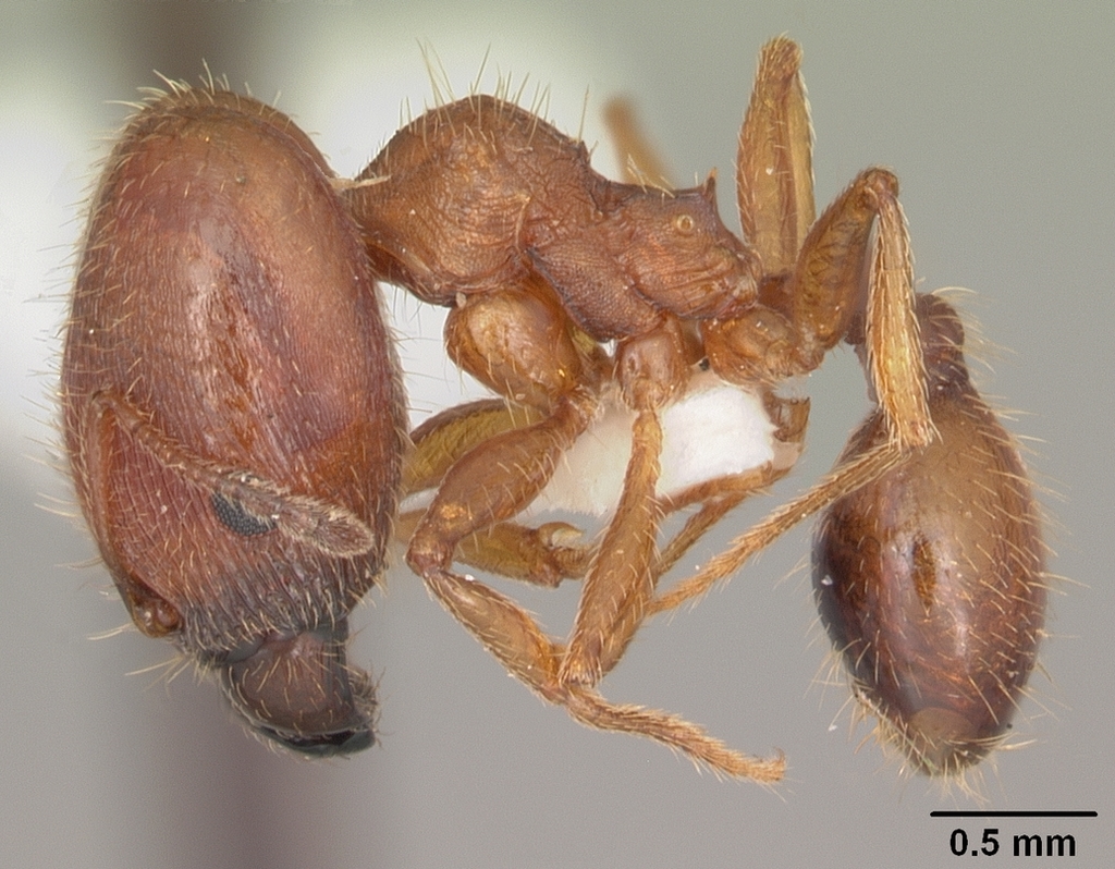 Carroll's Big-headed Ant
