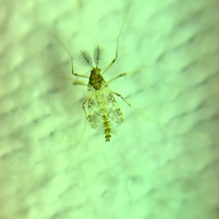Psectrotanypus varius
