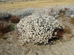 Senecio patagonicus
