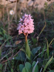 Neotinea conica