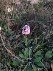 Neotinea conica