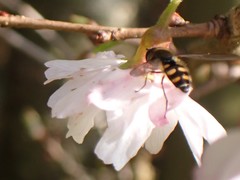 Melangyna lasiophthalma