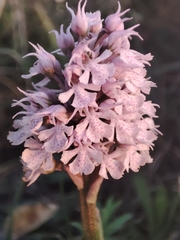 Neotinea conica