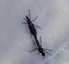 Dilophus tibialis
