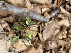 Anemonoides nemorosa