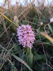 Neotinea conica