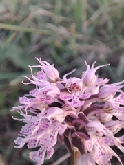 Neotinea conica