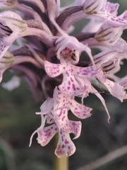 Neotinea conica