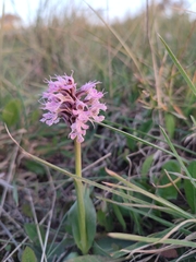 Neotinea conica