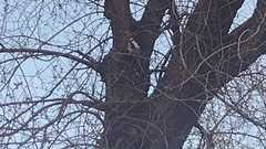 Dendrocopos major hispanus