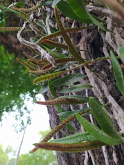 Microgramma mortoniana