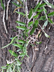 Microgramma mortoniana