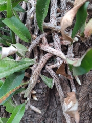 Microgramma mortoniana