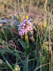 Neotinea conica