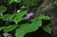 Conandron ramondioides