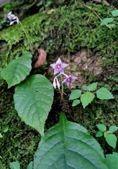 Conandron ramondioides