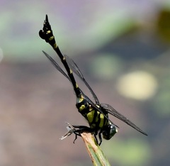 Ictinogomphus pertinax
