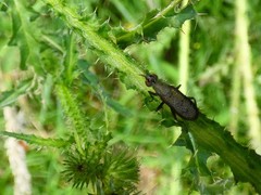 Coremacera marginata