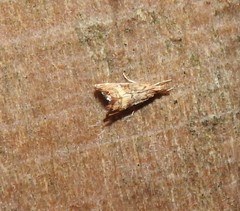 Glaucocharis chrysochyta