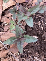 Monarda bradburiana