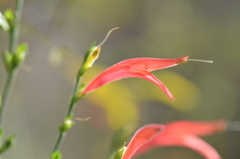 Dicliptera sexangularis