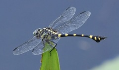 Ictinogomphus pertinax