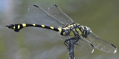 Ictinogomphus pertinax