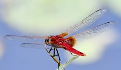 Urothemis signata insignata