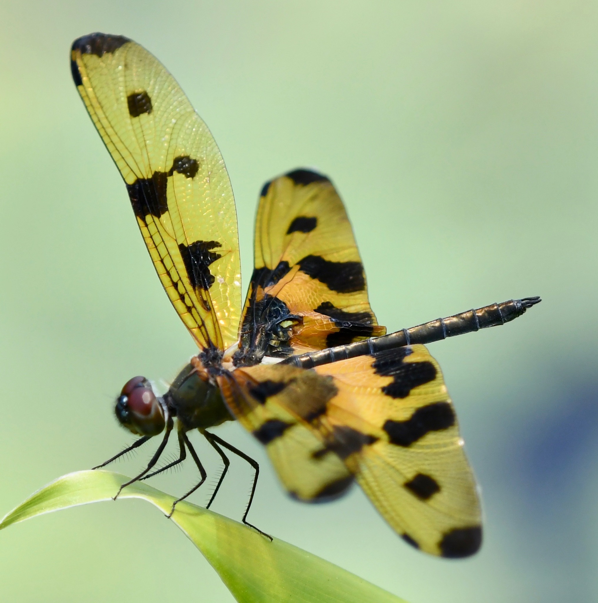 Common Picture Wing (Rhyothemis variegata)  iNaturalist