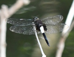 Pseudothemis zonata