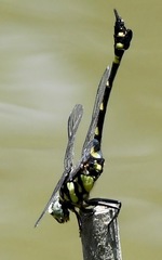 Ictinogomphus pertinax