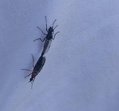 Dilophus tibialis