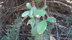 Elaeodendron croceum