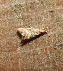 Glaucocharis chrysochyta