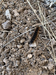 Apantesis incorrupta