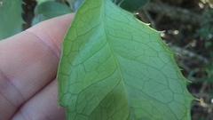 Elaeodendron croceum