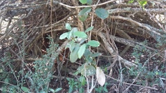 Elaeodendron croceum