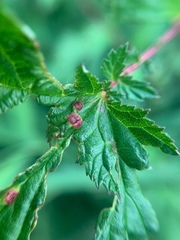 Dasineura ulmaria