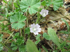 Malva neglecta