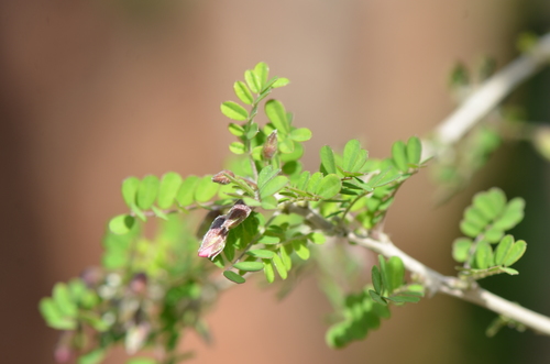 Image of Coursetia axillaris by no rights reserved