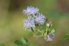 Tamaulipa azurea