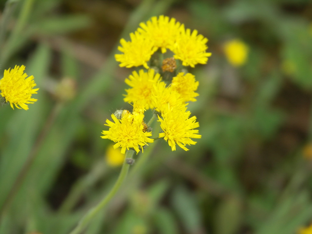 Pilosella densiflora