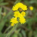 Pilosella densiflora - Photo (c) enkidoo, alguns direitos reservados (CC BY-NC)