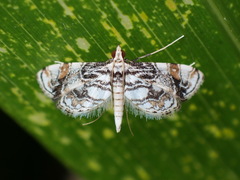 Aulacodes