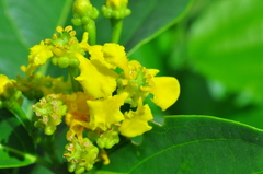 Callaeum psilophyllum