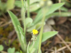 Pilosella densiflora