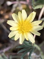 Microseris douglasii