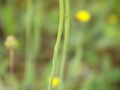Pilosella densiflora