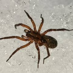 Liocranidae